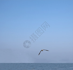 海鸥蓝色天空动物太阳背景图片