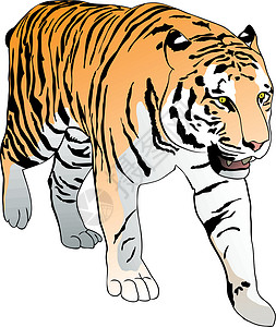 底格里斯老虎野生动物热带条纹黄色危险毛皮力量黑色猫科动物卡通片插画