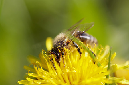 授粉昆虫野蜂花粉宏观蜡工养蜂业高清图片