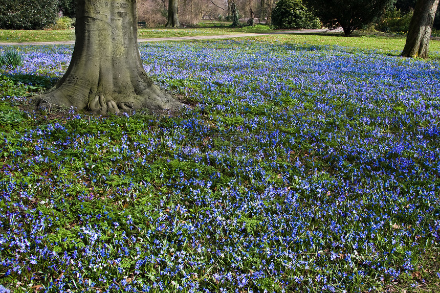 春天的蓝色花朵挂毯宏观树叶季节性公园阳光灯泡树木紫色水平花园图片