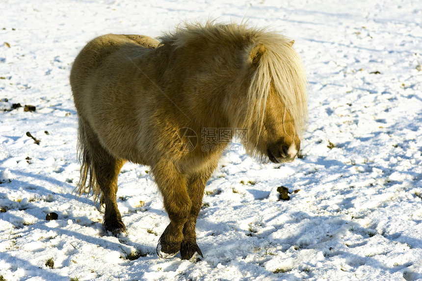 谢特兰动物棕色太阳农场白色小马晴天图片