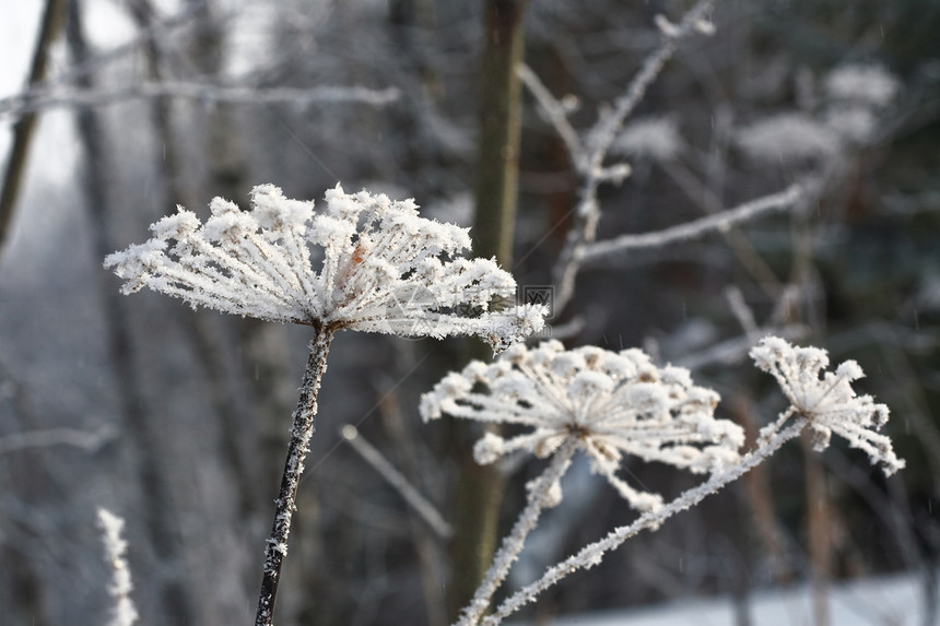 Hoarfrost 冷冻蓝色冻结图片