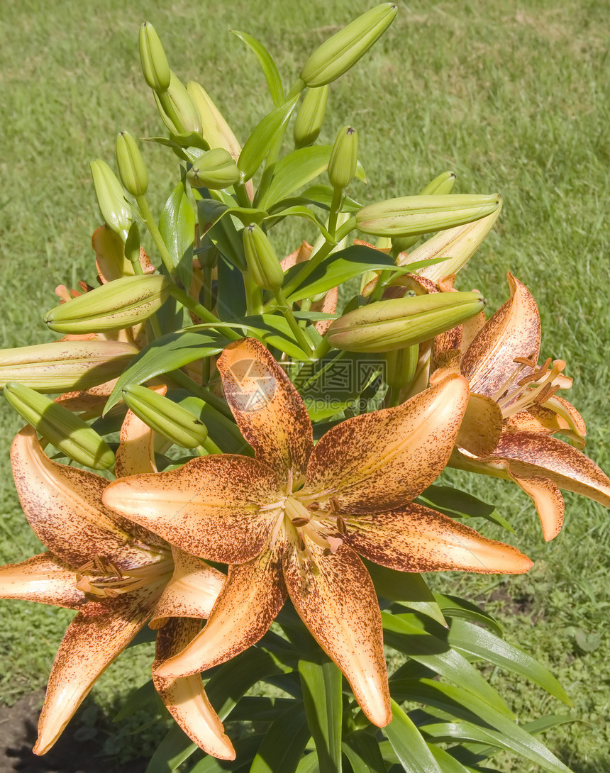 夏日阳光下变异的百合丽花图片