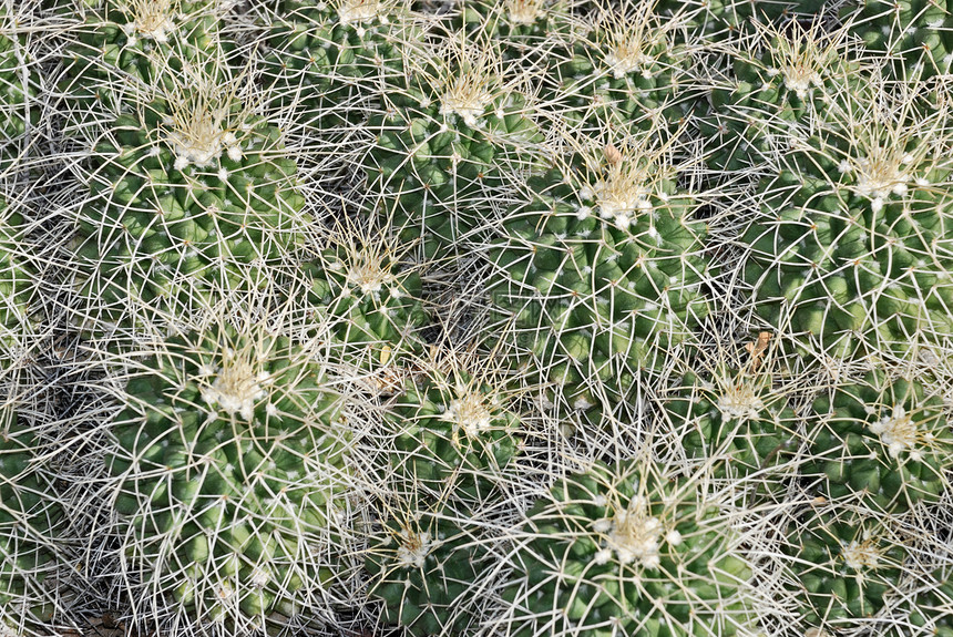 宫颈癌异国沙漠宏观团体花园植物群毛刺植物学尖刺情调图片