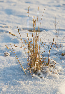 雪绒草冬季草图植物群孤独杂草季节刀刃城市天气季节性白色蓝色背景