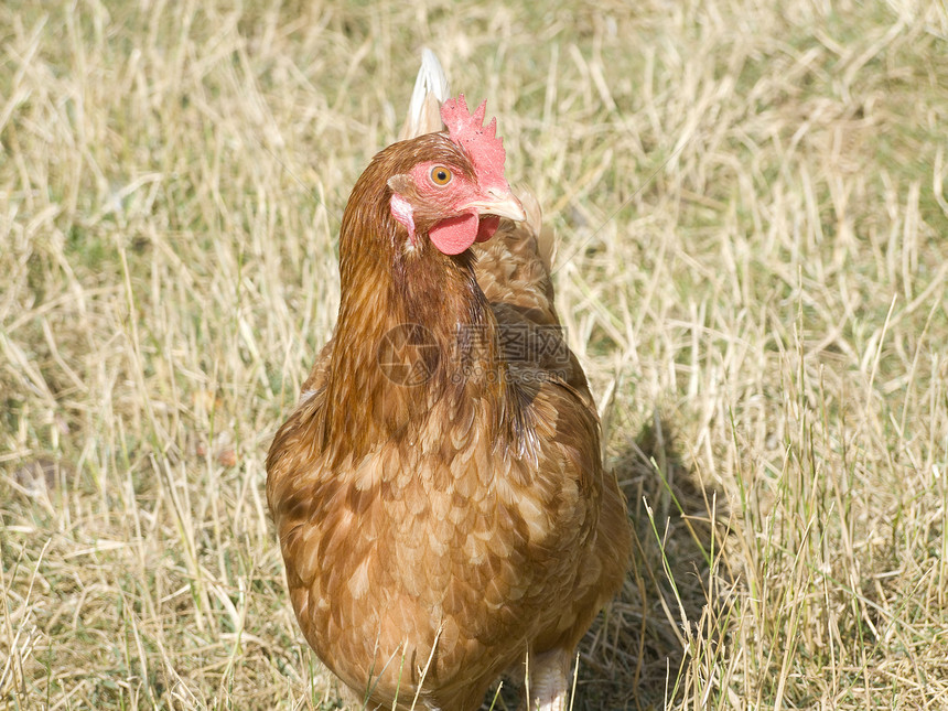 鸡宠物养鸡业养鸡女性外壳家禽农场农业羽毛范围图片