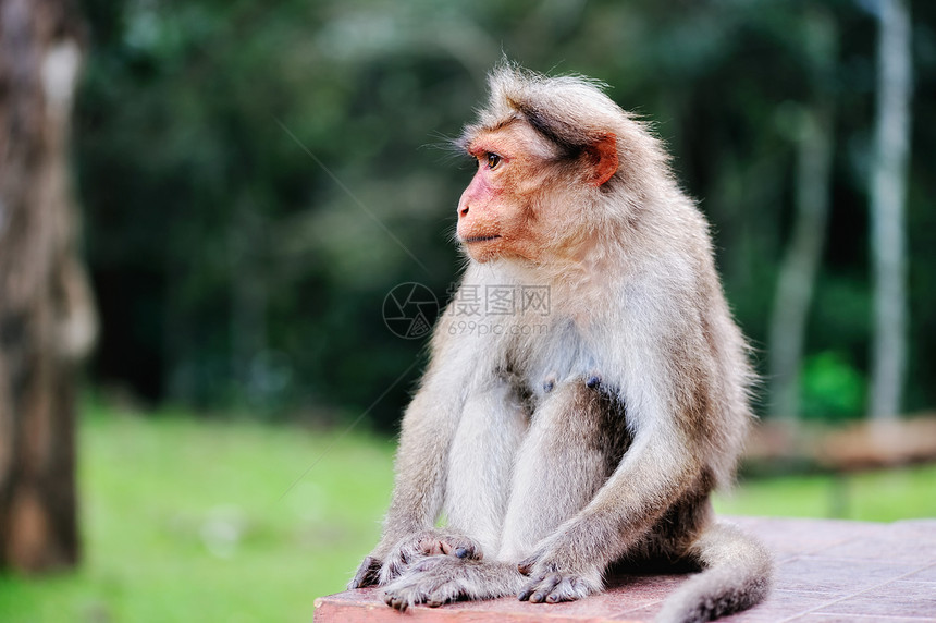 猴子哺乳动物荒野毛皮动物野生动物灵长类幌子脊椎动物图片
