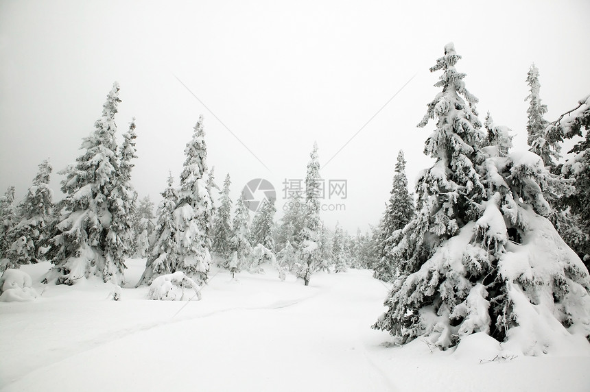 冬季风景树木松树云杉冻结白色木头情绪仙境季节图片