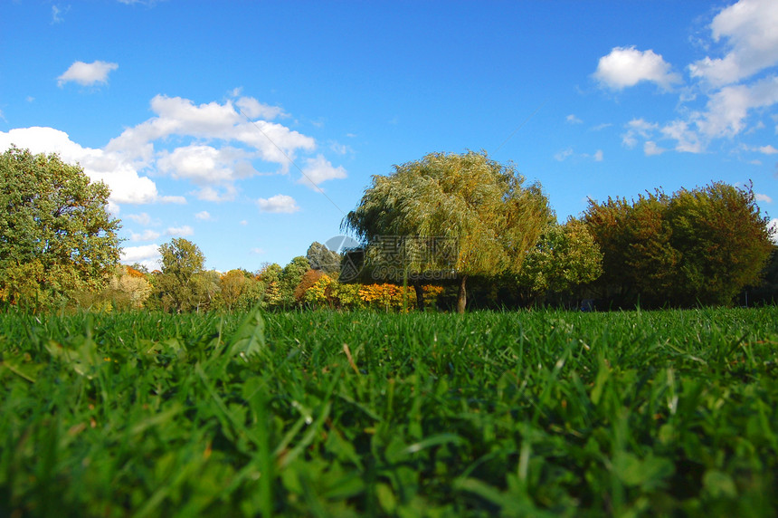 落下蓝天下的林地和园圃农村地平线课程木头草原天空晴天树叶叶子公园图片