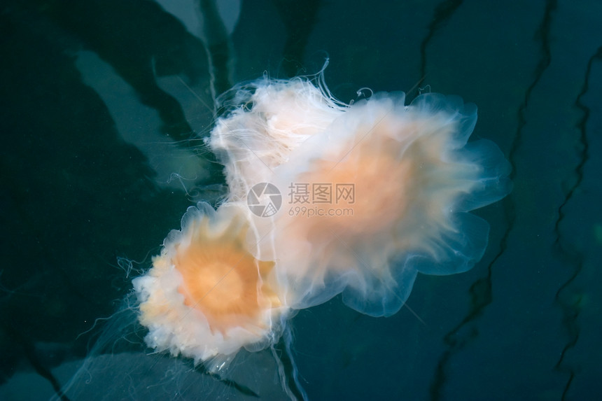 水母鱼触手黄色漂浮游泳动物手臂绿色烧伤生物海洋图片