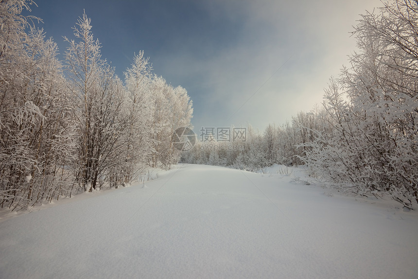 冬季风景 雪中的树木气候天空天气人行道植物雾凇衬套暴风雪温度森林图片