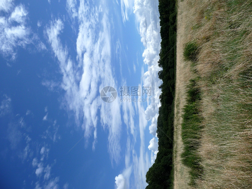 长草和蓝天空蓝色景观草原场地生长绿色农村树叶坡度公园图片