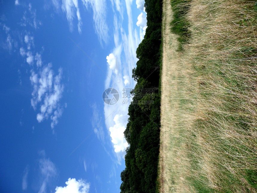长草和蓝天空乡村绿地蓝色坡度场景生长树叶场地风景绿色图片