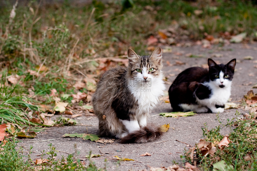 路上的猫小猫姿势绿色白色动物宠物沥青压力灰色树叶图片