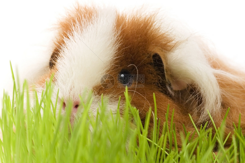 白底白皮上孤立的小白猪胡须生活鼻子叶子豚鼠朋友头发仓鼠哺乳动物宠物图片