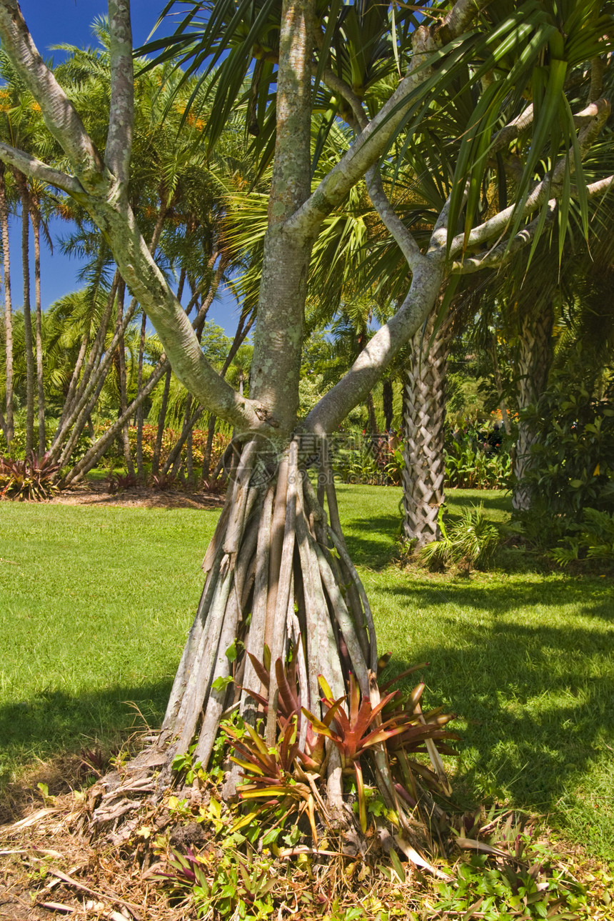 热带热带花园手掌树木植物棕榈图片