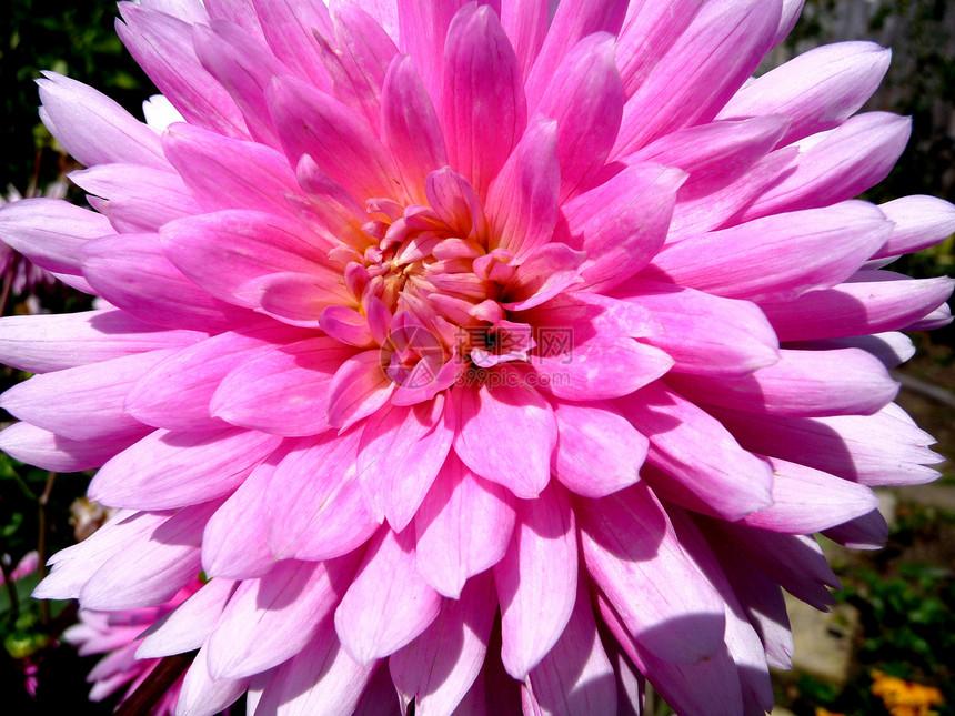 粉红 Dahlia植物植被粉色叶子花瓣花园生长植物群园艺图片