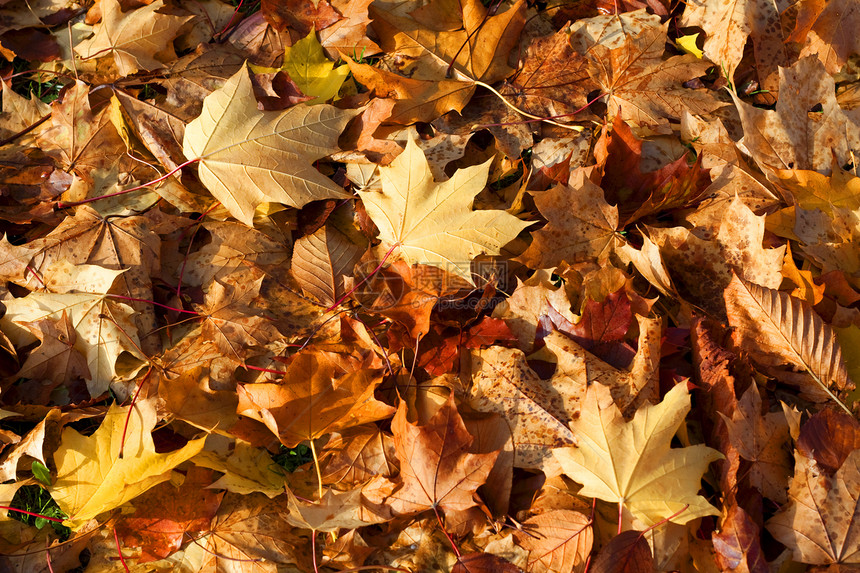 秋天的落叶地毯褐色棕色晴天地面季节季节性红色黄色树叶图片