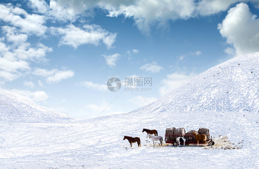 马在雪覆盖的田地上出马小马马术农场男人动物干草场地多云牧场蓝色图片