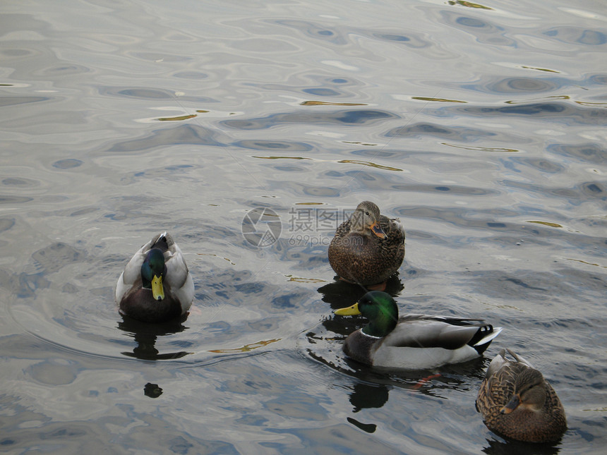 湖边的鸭子脖子动物游泳反射白色眼睛阴霾公园波浪羽毛图片