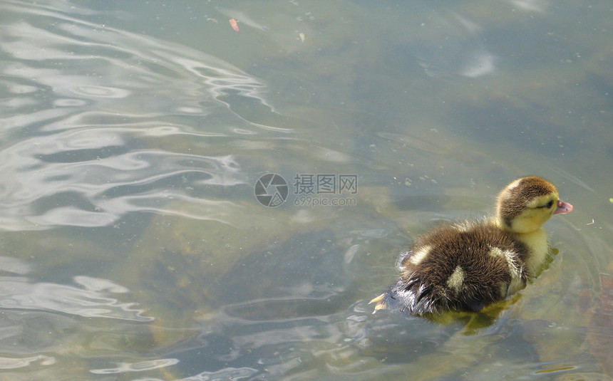 婴儿鸭在湖上游泳图片