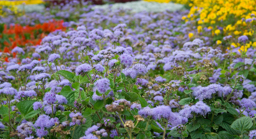 花层背景红色花朵花瓣植物橙子紫丁香叶子绿色黄色图片