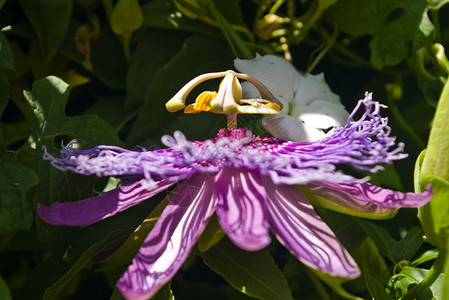 紫色激情花背景宏观热情花园植物藤蔓背景图片