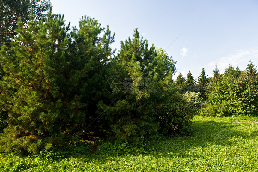 清除木材叶子草地绿色季节阳光森林图片