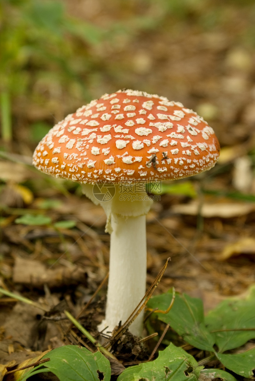 蘑菇森林故事旅行红色季节草地魔法伞菌树叶绿色图片