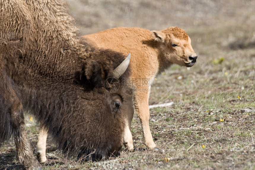 新开始小牛野生动物红色宝宝婴儿野牛母牛妈妈哺乳动物水牛图片