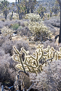 莫哈韦沙漠植物学1背景图片