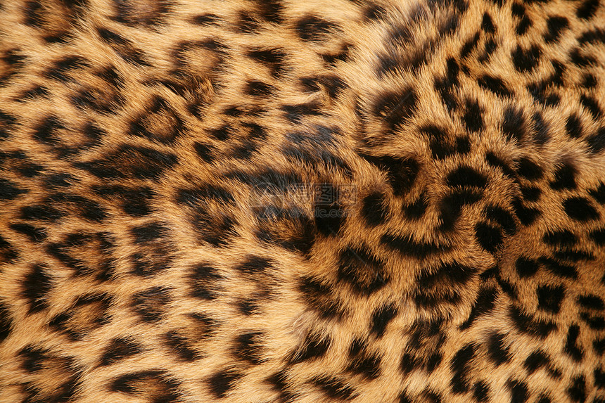 豹皮皮肤棕色野生动物设计师纺织品毛皮动物哺乳动物黑色织物外套图片