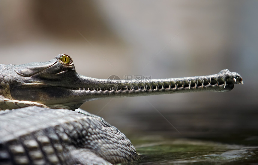 印地那瓜维亚爬行者鳄鱼牙齿眼睛物种威胁保护河豚爬虫爬行动物图片