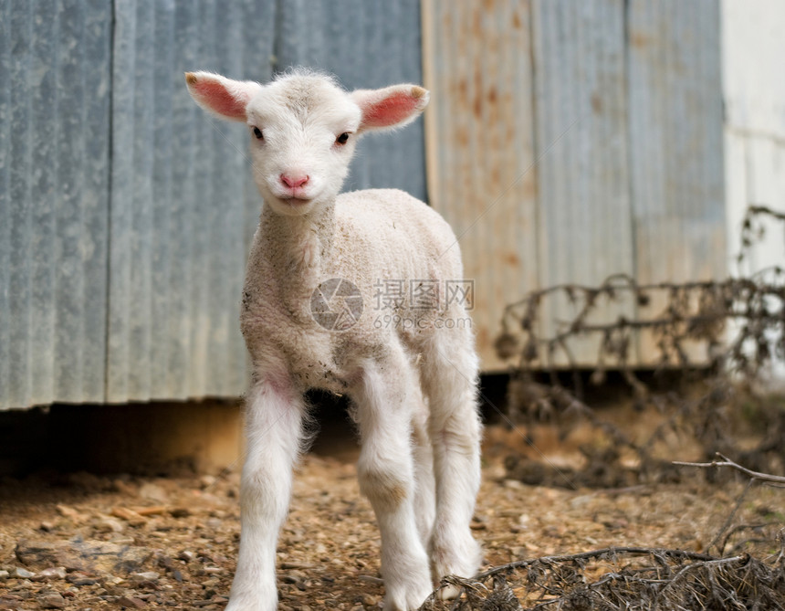 农场上的小羊羔乡村家畜动物婴儿农业国家图片