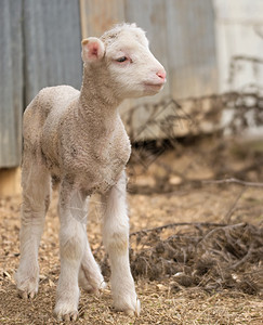 农场上可爱的羊羔羊肉农业家畜乡村婴儿背景图片