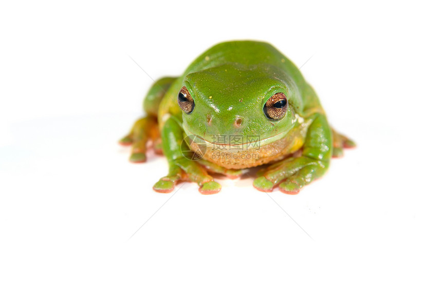 白色的绿树青蛙蹲伏两栖动物照片动物树蛙野生动物图片