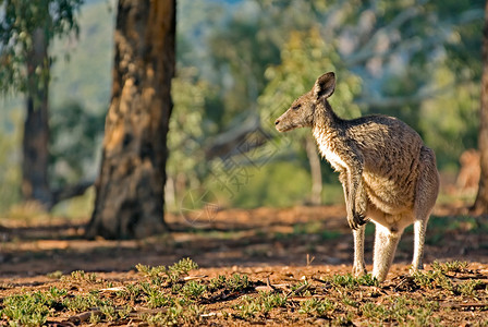 澳洲袋鼠哺乳动物野生动物照片动物小袋鼠毛皮高清图片