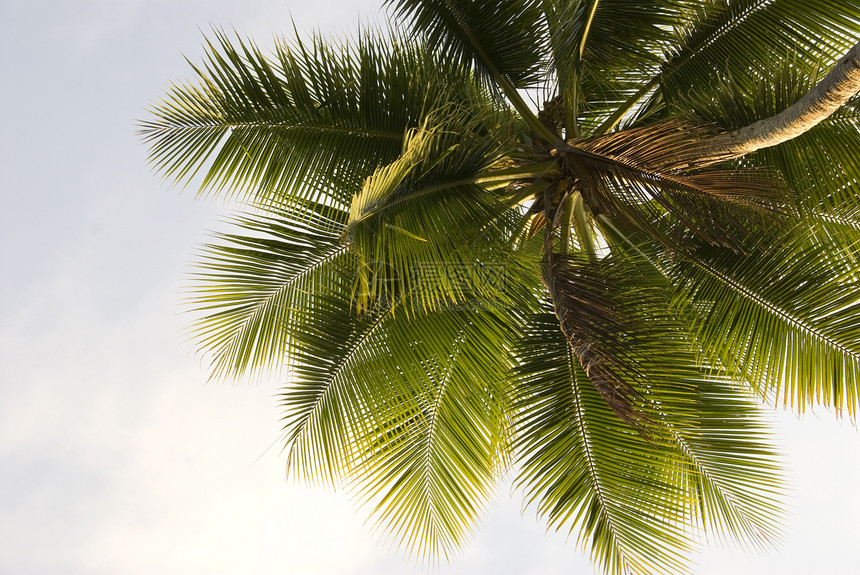 特写棕榈树背景植物假期天堂宏观蓝色叶子热带棕色旅行图片