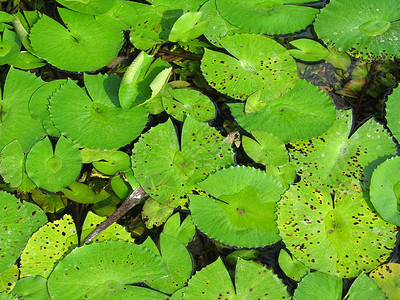 水柱百合圆形树叶植物植物群水平背景图片