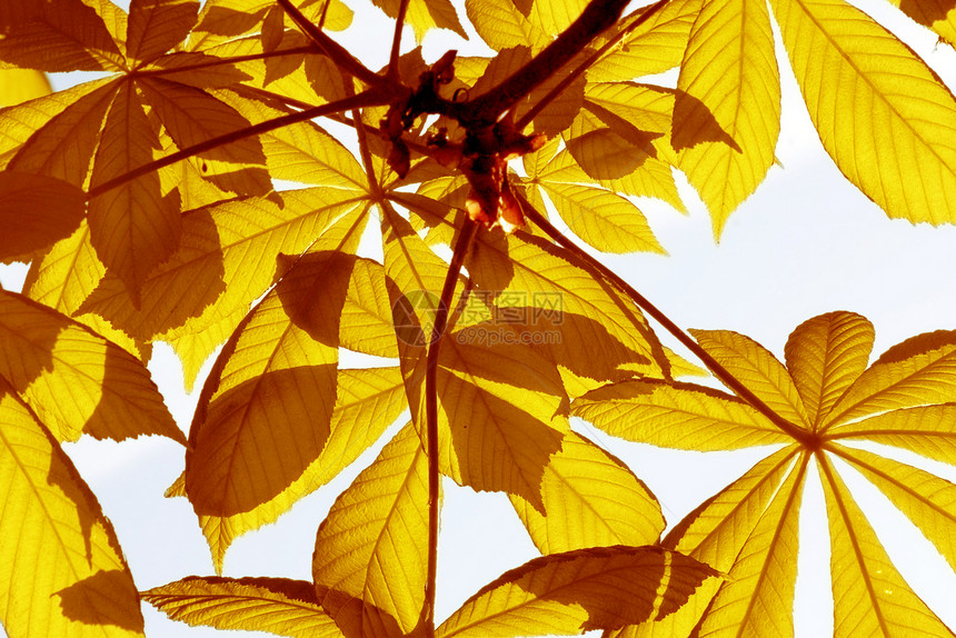 蓝色天空背景的黄叶生活太阳活力生长山毛榉树木叶子季节晴天森林图片