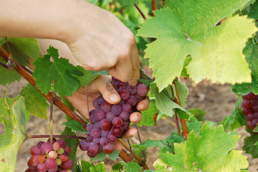 采摘葡萄生产农民农场酒厂酒精生长果汁葡萄园玫瑰浆果图片