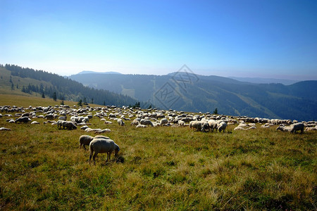 羊蓝天草地场地黑森林动物农民乡村农场爬坡山脉高清图片