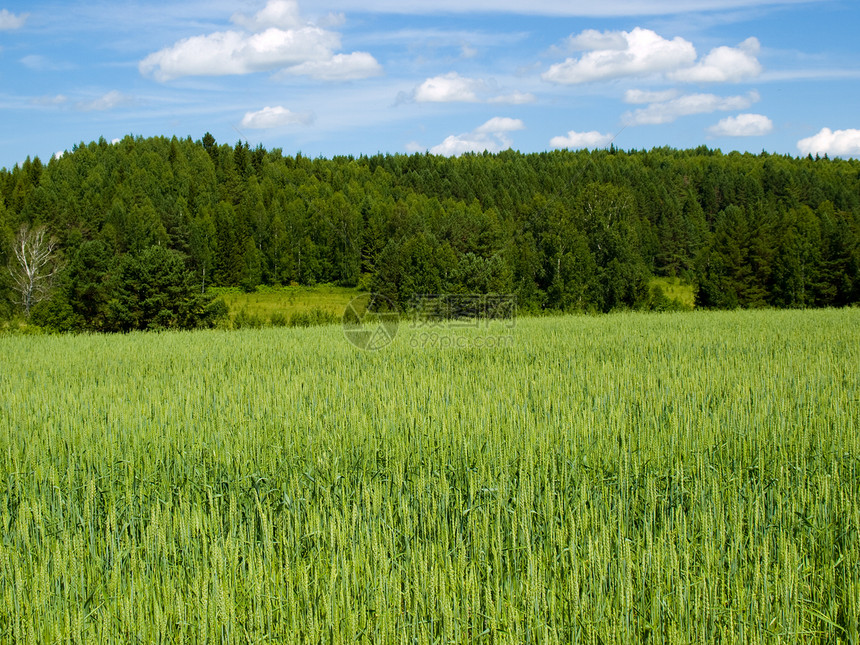 自然天空蓝色环境天气场地草地植物叶子太阳牧场图片