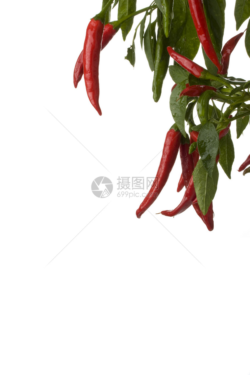 树上的红辣椒橙子叶子水果食物红色蔬菜绿色植物宏观农业图片