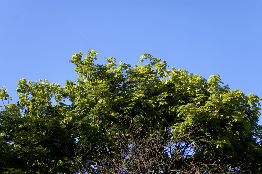 有蓝天空的树木头森林小路清凉天堂植被太阳树木本影土地图片