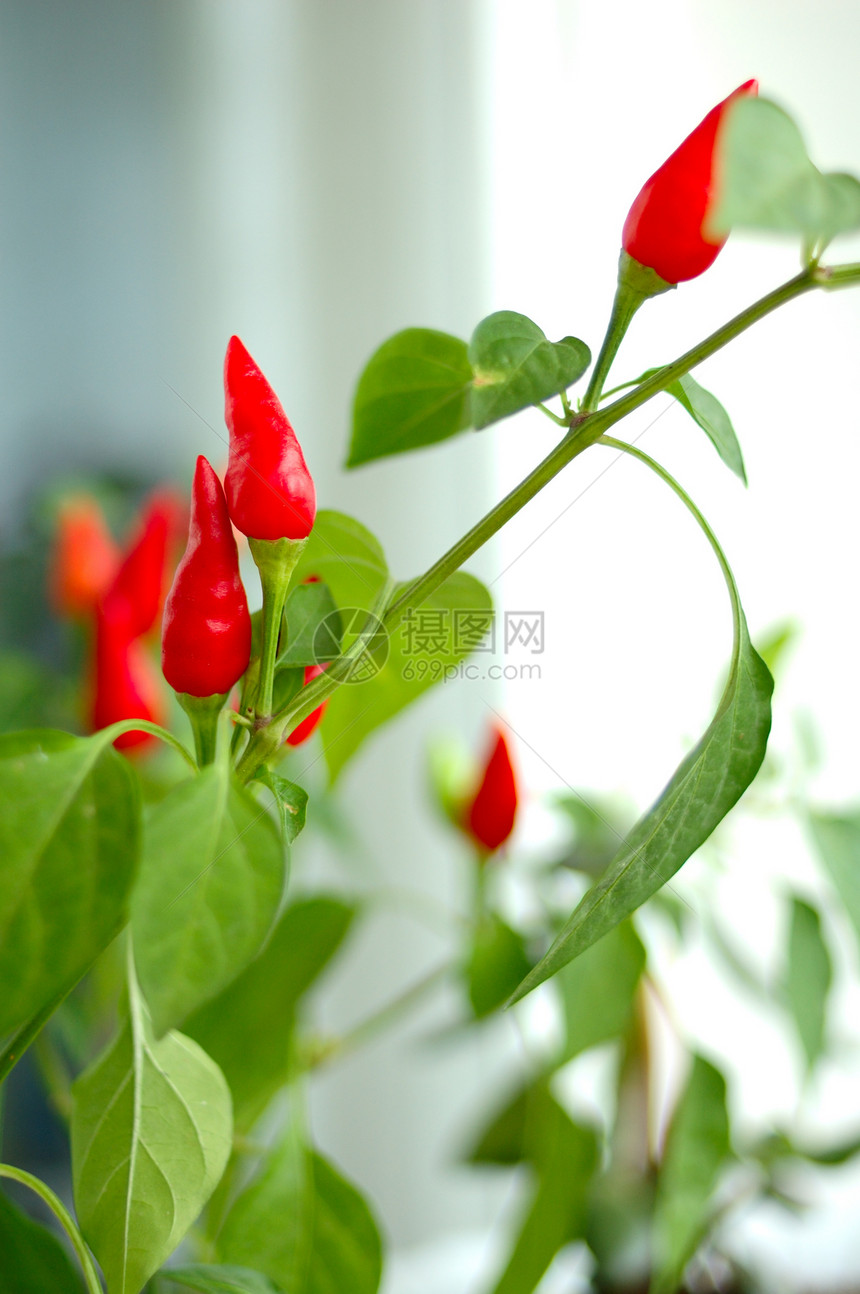 CayenneCapsicum工厂红色植物叶子蔬菜白色胡椒绿色灰色图片