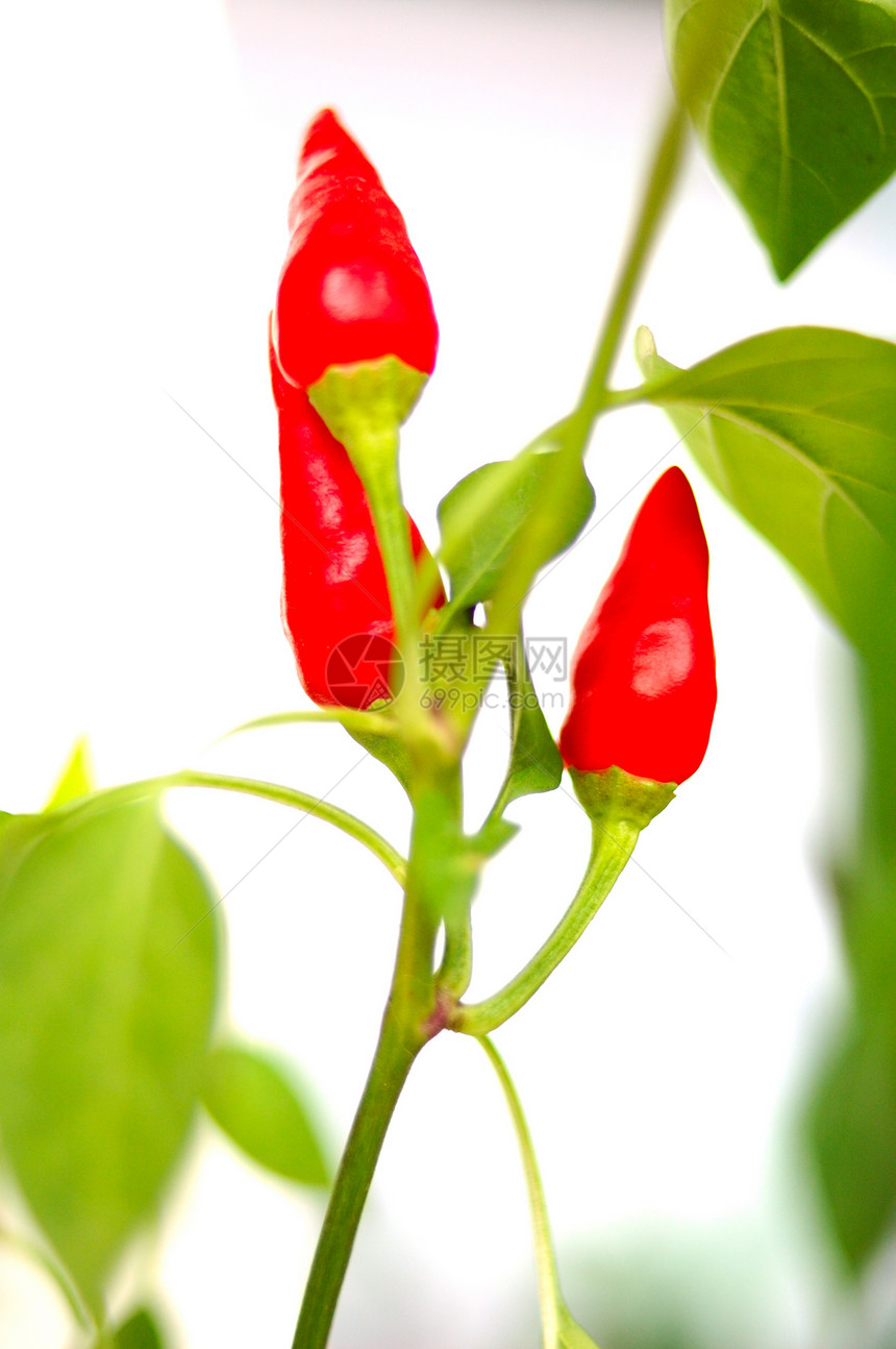 CayenneCapsicum工厂灰色红色蔬菜植物白色胡椒叶子绿色图片