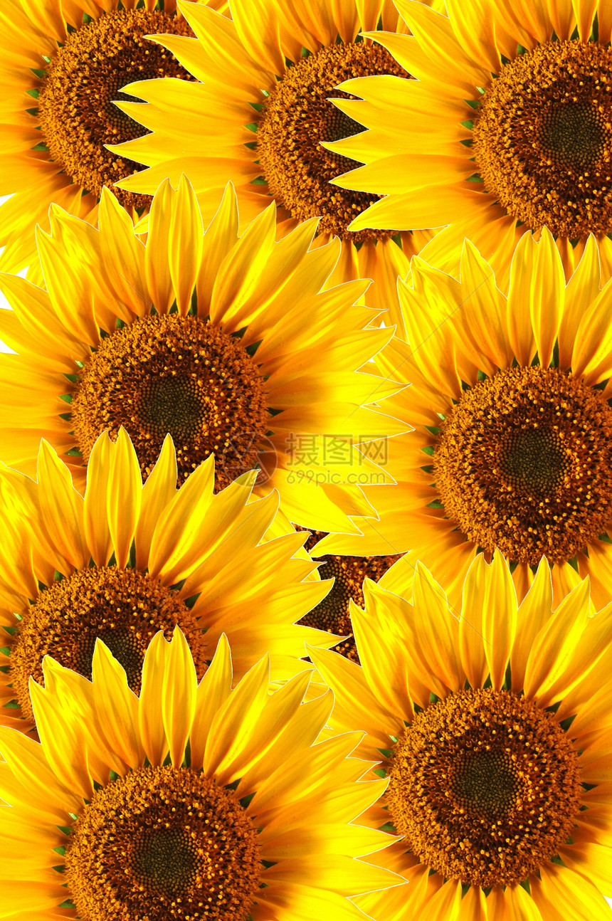 向日葵生活花瓣农业太阳黄色生长白色植物卡片问候语图片