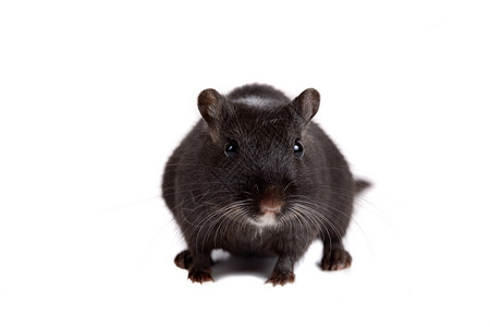 可爱的小沙发动物老鼠黑色宠物背景图片