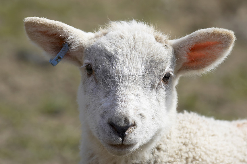 羔羊生活柔软度场地农业羊肉农场家畜羊毛阳光牧场图片